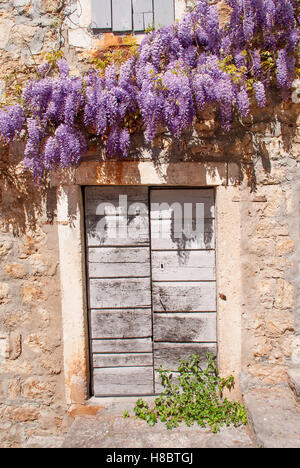 Glyzinien an mediterrane Steinwand von alten Steinhaus in Montenegro. Stockfoto