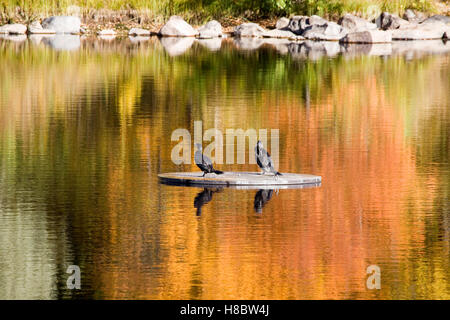 Großer Kormoran, Phalacrocorax Carbo, Finnland Stockfoto