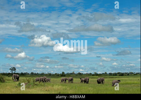 Herde von afrikanischen Elefanten auf Aue (Loxodonta Africana) Stockfoto