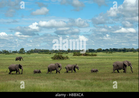 Herde von afrikanischen Elefanten auf Aue (Loxodonta Africana) Stockfoto