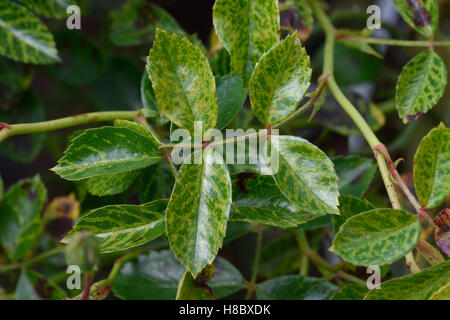 Vene, clearing und Gelbfärbung an den Blättern einer standard Rose, wahrscheinlich verursacht durch ein Mosaik virus Stockfoto