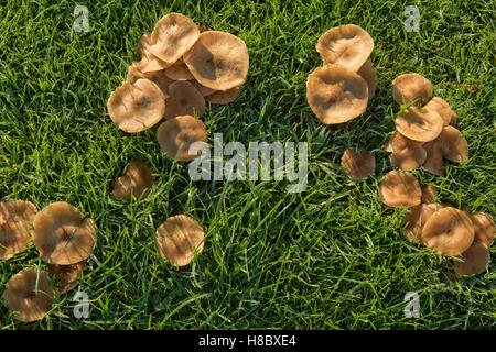 Hallimasch Armillaria Mellea, Fruchtkörper auf Wiese in der Nähe von infizierten Bäume im Herbst, Berkshire Stockfoto