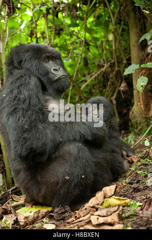 Porträt des weiblichen Berggorillas (Gorilla Beringei Beringei) und baby Stockfoto