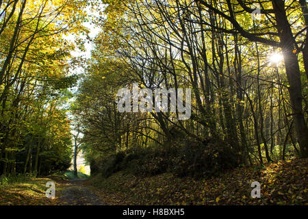 Strahlende Sonne auf Herbstfärbung in Wald und Land zu verfolgen, am North Wessex Downs, Berkshire, Oktober Stockfoto
