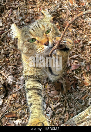 Eine schöne Highland Lynx Katze halten und schnüffeln ein Glied, wie er, um im freien aussieht. Vielleicht riecht er ein Vogel oder eine andere Kreatur Stockfoto