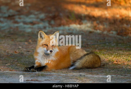 Red Fox (Vulpes vulpes) ruhen im Wald im Algonquin Park in Kanada Stockfoto