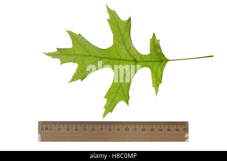 Scharlach-Eiche, Scharlacheiche, Quercus Coccinea, rote Eiche, Le Chêne Écarlate. Blatt, Blätter, Blatt, Blätter Stockfoto