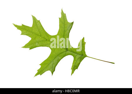 Scharlach-Eiche, Scharlacheiche, Quercus Coccinea, rote Eiche, Le Chêne Écarlate. Blatt, Blätter, Blatt, Blätter Stockfoto