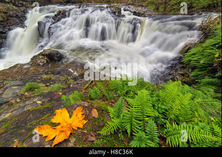 Yacolt Creek Falls im Moulton fällt Regional Park in Clark County US-Bundesstaat Washington im Herbst Stockfoto