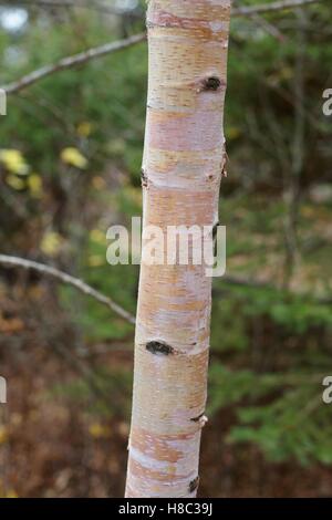 The colorful trunk of a birch tree. Stockfoto