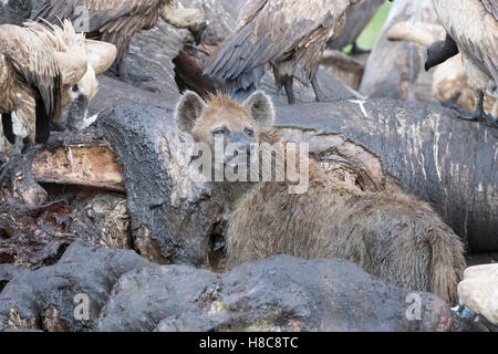 Weißrückenspecht Geier (abgeschottet Africanus) und Spotted Hyänen (Crocuta Crocuta) Fütterung auf den Kadaver eines Elefanten, Maasai Mara. Stockfoto