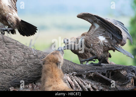 Weißrückenspecht Geier (abgeschottet Africanus) und Spotted Hyänen (Crocuta Crocuta) Fütterung auf den Kadaver eines Elefanten, Maasai Mara Stockfoto