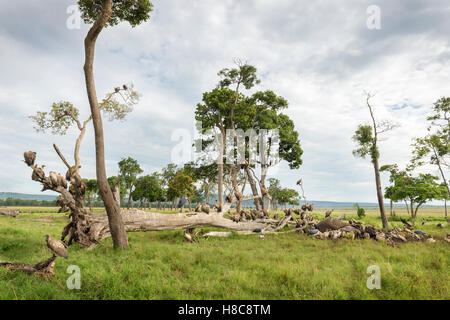 Weißrückenspecht Geier (abgeschottet Africanus) und Marabou Storch (Leptoptilos Crumeniferus) Fütterung auf den Kadaver eines Elefanten, Kenia Stockfoto