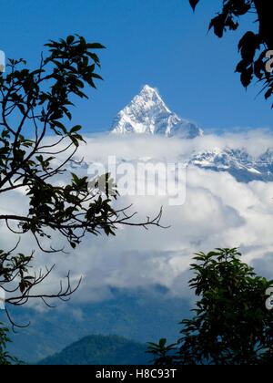 Format im Hochformat der Fishtail verschneiten im Annapurna Range, Himalaya, Nepal, klaren, blauen Himmel, umrahmt von Bäumen Stockfoto