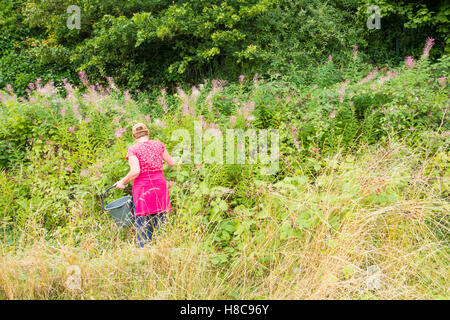 Frau sammeln Brombeeren aus Absicherung in England. UK Stockfoto