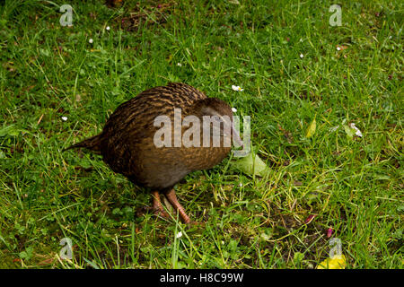 Die Weka Gallirallus Australis ist eine endemische flugunfähigen Vogel Neuseelands. Oft sind sie sehr neugierig. Stockfoto