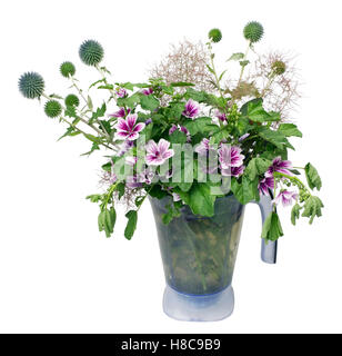 Bouquet von wilden Blumen - eine Distel und violetten Stockrosen. Kunststoff blau Blumentopf. Isoliert auf weiss Stockfoto
