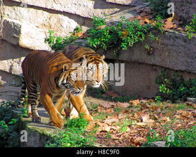 Zwei Tiger gehen nebeneinander in Barcelona Zoo, Spanien. Stockfoto