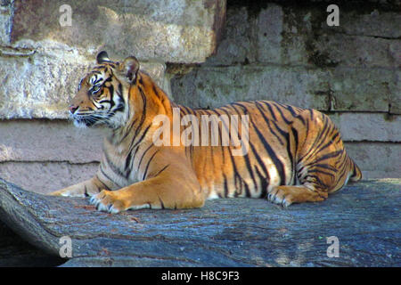 Tiger im Zoo von Barcelona Stockfoto