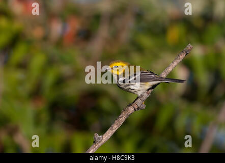 Black-throated Green warbler auf Niederlassung in Kanada gehockt Stockfoto