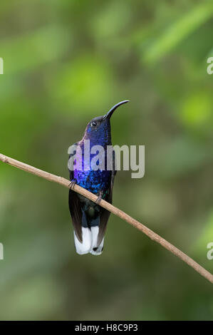 Violette Sabrewing Kolibri thront auf Zweig in Costa Rica Stockfoto