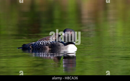 Common loon Schwimmen mit Küken auf dem Rücken in Kanada Stockfoto