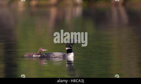 Common loon Schwimmen mit Küken durch Ihre Seite in Kanada Stockfoto