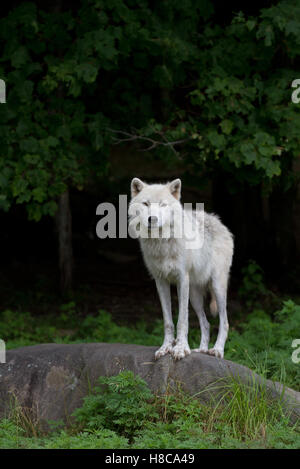 Polarwolf stehen auf Felsen im Frühjahr Stockfoto