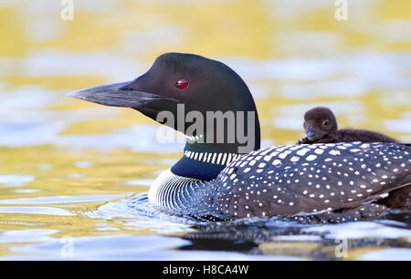 Common loon Schwimmen mit Küken auf dem Rücken in Kanada Stockfoto