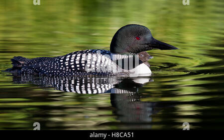 Common loon Schwimmen mit Küken durch Ihre Seite in Kanada Stockfoto