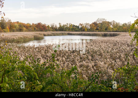 Die Ridgewood Reservoir im Highland Park in Brooklyn in New York am Samstag, 5. November 2016. Früher war die Wasserversorgung für einen Großteil der Brooklyn, 1990 komplett stillgelegt. Die drei Becken wurden trockengelegt, mit einem verbleibenden als eine Feuchtgebiete und die beiden anderen erlaubt, natürlich in Wälder zu entwickeln. Es sitzt auf der Hafen-Hill-Moräne.  (© Richard B. Levine) Stockfoto