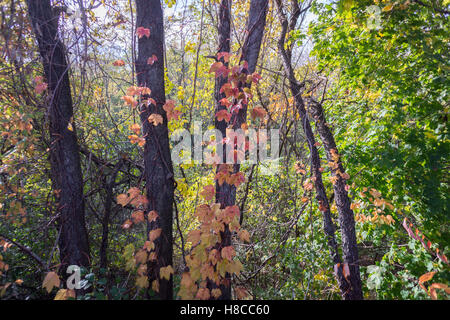 Die Ridgewood Reservoir im Highland Park in Brooklyn in New York am Samstag, 5. November 2016. Früher war die Wasserversorgung für einen Großteil der Brooklyn, 1990 komplett stillgelegt. Die drei Becken wurden trockengelegt, mit einem verbleibenden als eine Feuchtgebiete und die beiden anderen erlaubt, natürlich in Wälder zu entwickeln. Es sitzt auf der Hafen-Hill-Moräne.  (© Richard B. Levine) Stockfoto