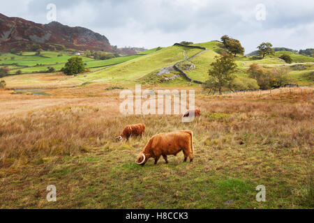 Hochlandrinder Weiden in kleinen Langdale im Lake District, Großbritannien. Stockfoto