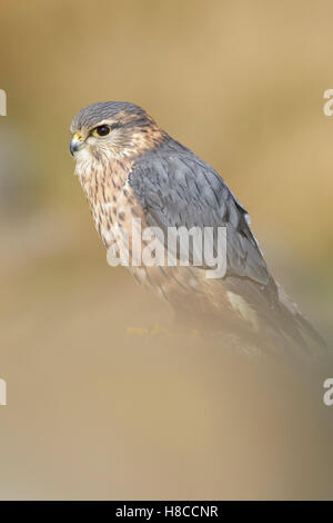 Merlin (Falco Columbarius) Männchen auf Gritstone Felsen gelegen, auf Heidekraut Moorland, Pfennige, West Yorkshire, England, April Stockfoto