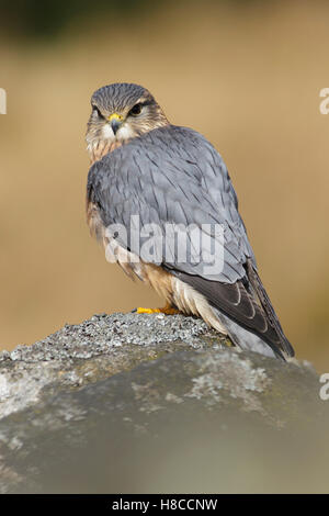 Merlin (Falco Columbarius) Männchen auf Gritstone Felsen gelegen, auf Heidekraut Moorland, Pfennige, West Yorkshire, England, April Stockfoto