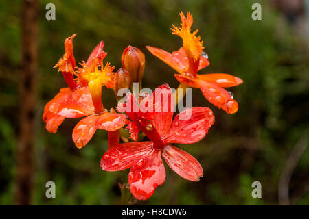 Nahaufnahme Detail Textur von Orangen und gelben Epidendrum Orchideen Blumen bedeckt in Regentropfen Stockfoto