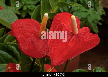 Nahaufnahme der nassen rot Anthurium Blumen und Blätter Muster und Texturen bedeckt mit feinere Regentropfen Stockfoto