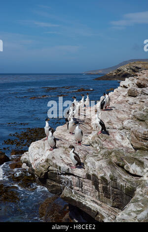 Imperial Shag (Phalacrocorax Atriceps Albiventer) Stockfoto