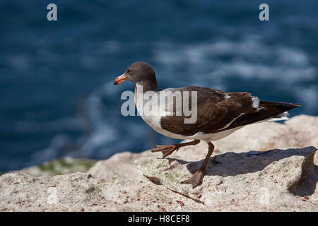 Juvenile Dolphin Gull (Leucophaeus Scoresbii) Stockfoto