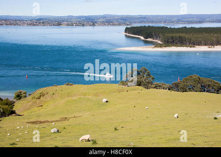 Die friedliche Aussicht vom Mount Maunganui (Tauranga, Neuseeland). Stockfoto