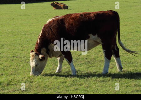 Hereford Kuh Kuh Stockfoto