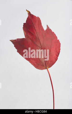 Blatt von einem Tulip Tree wurde rot im Herbst Stockfoto