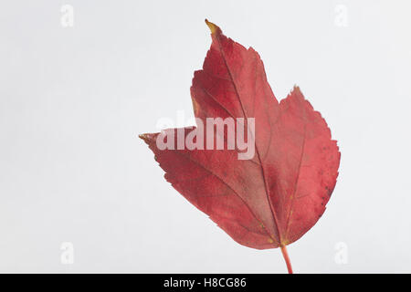 Blatt von einem Tulip Tree wurde rot im Herbst Stockfoto