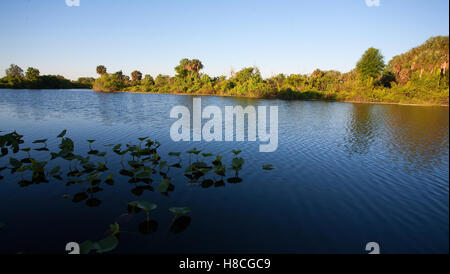Kleiner See in Florida mit Lilly Pads im Vordergrund Stockfoto