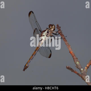 braune Libelle, die sitzt auf einem Toten stick Stockfoto