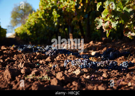 11.10.16 abgelehnt Trauben im Weinberg in der Nähe von Badaran, La Rioja, Spanien. Stockfoto