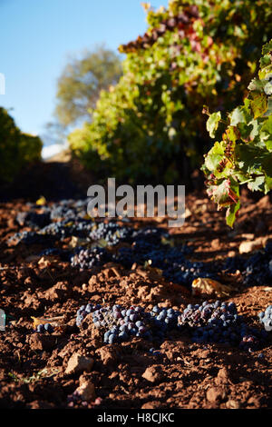 11.10.16 abgelehnt Trauben im Weinberg in der Nähe von Badaran, La Rioja, Spanien. Stockfoto
