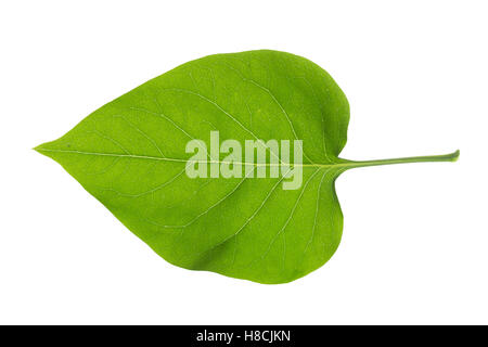 Garten-Flieder, Flieder, Gemeiner Flieder, Syringa Vulgaris, gemeinsame Flieder, französische Flieder, Le Lilas Commun, Lilas Français. Blatt, Stockfoto