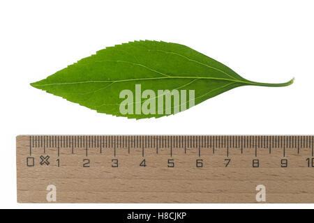 Forsythie, Goldglöckchen, Hybrid-Forsythie, Garten-Forsythie Forsythia x Intermedia, Grenze Forsythien, Le Forsythie Hybride, Fo Stockfoto