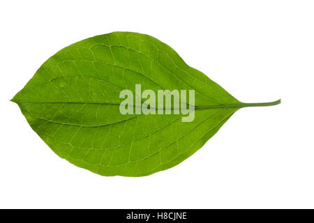 Blutroter Hartriegel, Cornus sanguineaund, gemeinsame Hartriegel, Dogberry, Cornouiller Sanguin. Blatt, Blätter, Blatt, Blätter Stockfoto